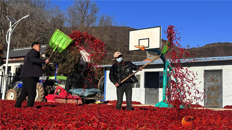 隴原山鄉新畫卷|華亭：紅辣椒鋪就富民路 小產業“曬”出幸福景